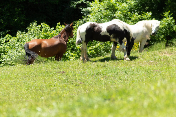 Preciosos caballos en el valle - Photo, Image