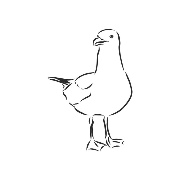 Dibujo animal pájaro gaviota grabado vector ilustración. Scratch board estilo imitación. Imagen dibujada a mano
. - Vector, Imagen