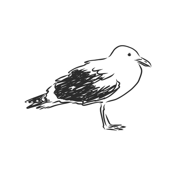 Möwenvogel Tier Skizze Gravur Vektorillustration. Nachahmung im Stil von Scratch Board. Handgezeichnetes Bild. - Vektor, Bild