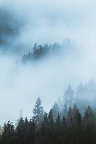 Pente montagneuse boisée dans un nuage bas avec les conifères sempervirents enveloppés dans la brume dans une vue panoramique sur le paysage. Matin mystique et brumeux - Photo, image