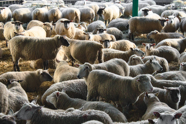Velké stádo nestříhaných ovcí na dobytčí farmě - Fotografie, Obrázek