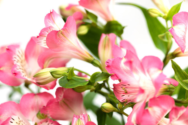Floral φόντο. Μπουκέτο λουλούδια Alstroemeria σε πλήρη άνθιση. Ροζ λουλούδια της Alstroemeria - Φωτογραφία, εικόνα