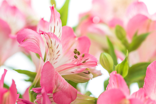 Kukkatausta. Kimppu Alstroemeria kukkia täydessä kukassa. Alstroemerian vaaleanpunaiset kukat - Valokuva, kuva