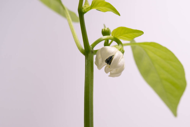 Flowering bell pepper plant. Close up with petals opening and still partially closed - Fotografie, Obrázek