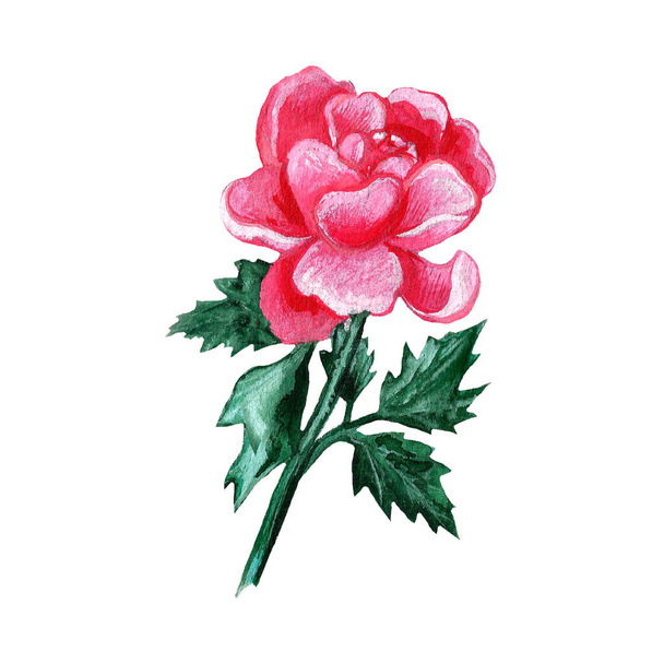 Watercolor peony flower isolated on white background. Hand drawn aquarelle illustration. Beautiful botanical drawing. Colorful pink flower head on stem with leaves - Foto, Imagem