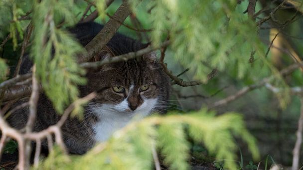 Tabby cat hiding in undergrowth with sharp focus on eyes. - Photo, Image