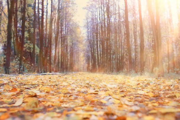 秋の風景背景、森の中の太陽光線、公園、木々の季節の景色10月 - 写真・画像