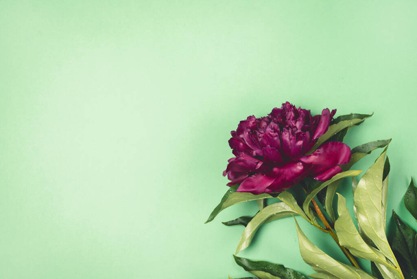 Stunning Dark Red Peony on Green Background Summer Flower Background CopySpace Top View Horizontal - Photo, image