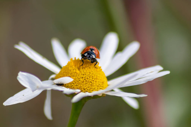 Cute little ladybug with red wings and black dotted hunting for plant louses as biological pest control for organic farming with natural enemies reduces agriculture pesticides and talisman of luck - Photo, Image