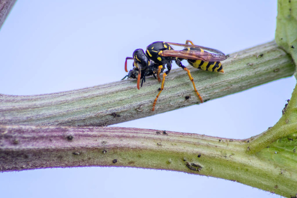 Yellow jacket wasp coming back from a hunt for food eating a ladybug larva as meal and dinner with strong mandibles in macro view and close-up showing the striped predator and flying killer in detail - Photo, Image