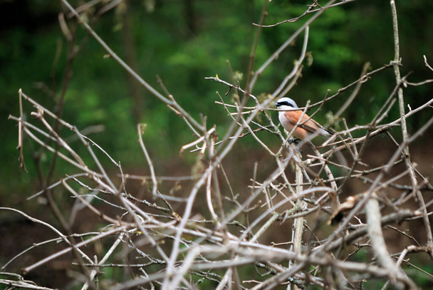 Pequeno pássaro shrike-julan macho senta-se em um arbusto de ramos
 - Foto, Imagem