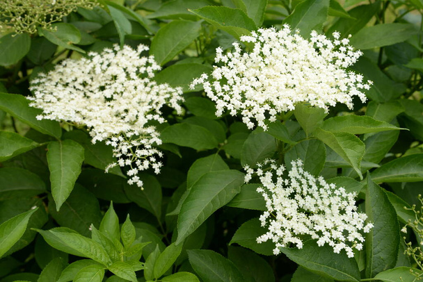 Seljanmarja (Sambucus) on Adoxaceae-sukuun kuuluvien kukkivien kasvien suku. - Valokuva, kuva