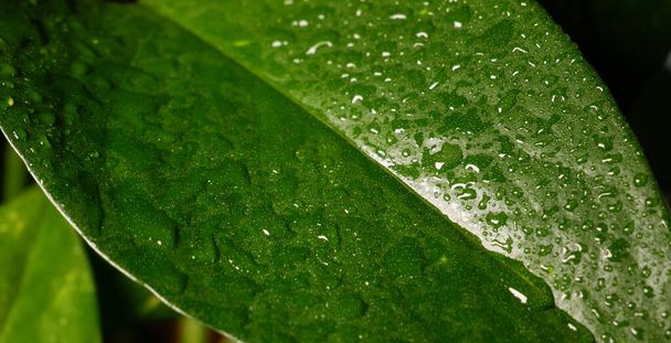 Closeup / Macro water droplets on leaf after rain shower - Zdjęcie, obraz