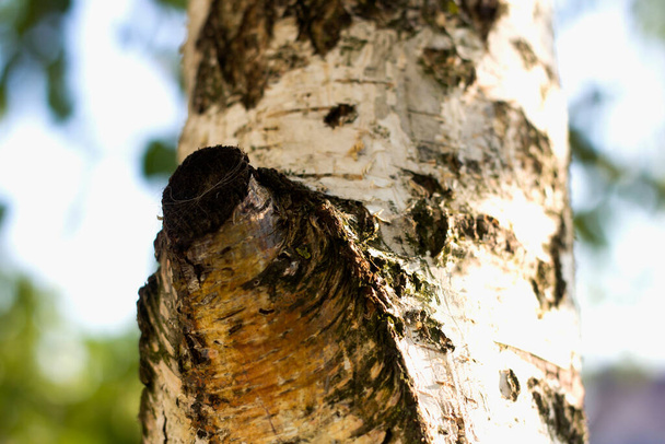 Részlet a régi nyírfa törzs levágott ág fényes napos háttér. Ökológia és környezetvédelem. - Fotó, kép