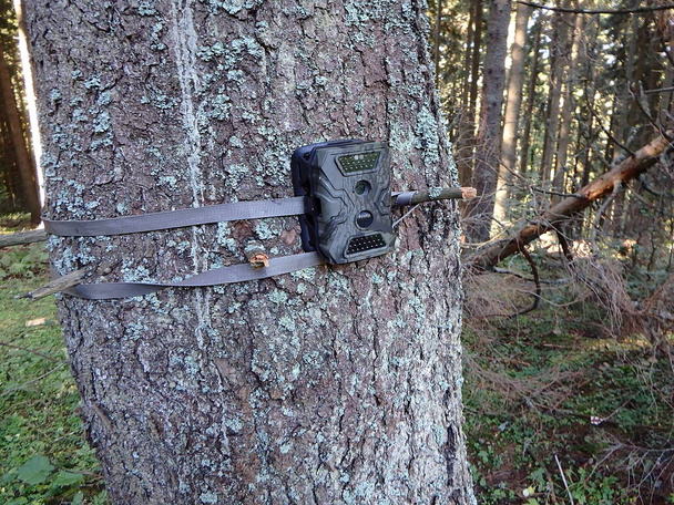 Φωτογραφία παγίδες σε δάση, φωτογραφική μηχανή συναρμογής με υπέρυθρο φως και ανιχνευτή κίνησης που επισυνάπτεται με ιμάντες σε ένα δέντρο - Φωτογραφία, εικόνα