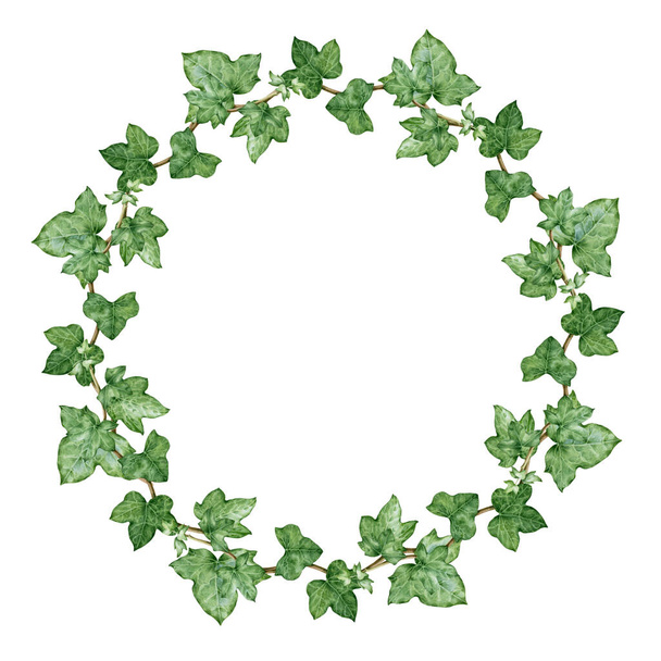 Ivy green wreath watercolor illustration. Hand drawn close up delicate decorative hedera wreath. Evergreen garden plant botanical ornament. Ivy lush circle arrangement isolated on white background. - Foto, immagini