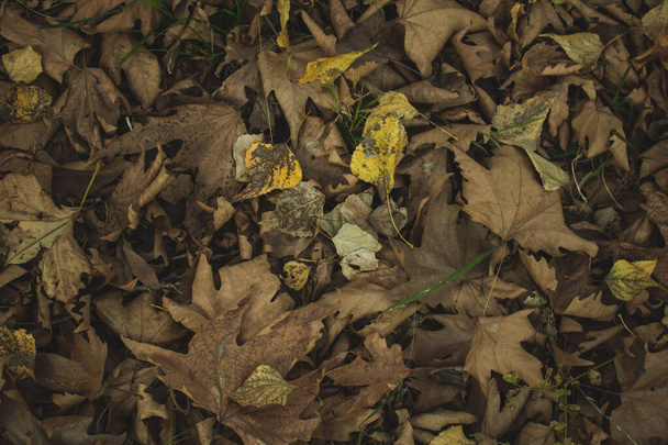 Spousta podzimních listí na pozadí - Fotografie, Obrázek