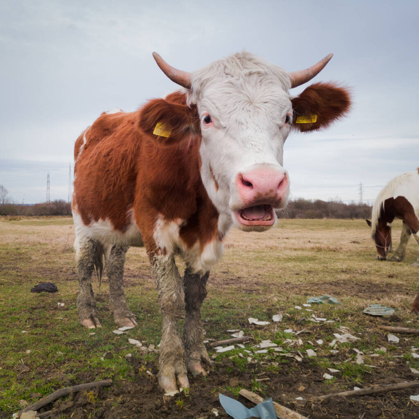 彼女は牧草地で混乱した後、牛の顔に面白い猶予 - 写真・画像