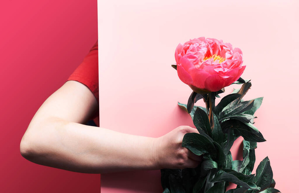Female woman hand holding single pink peony flower from behind paper board. Trendy casual greeting background in split two tone pink and red colors. - Foto, Imagem