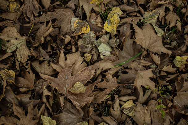 Egy csomó őszi levelek háttér - Fotó, kép
