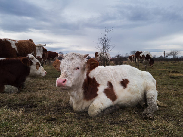 Een jonge stier ligt op de grond naast een kudde koeien op een weiland op een bewolkte dag. - Foto, afbeelding