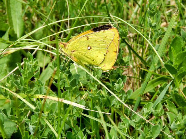 Clouded Yellow Butterflies (Colias croceus) mating - Photo, Image
