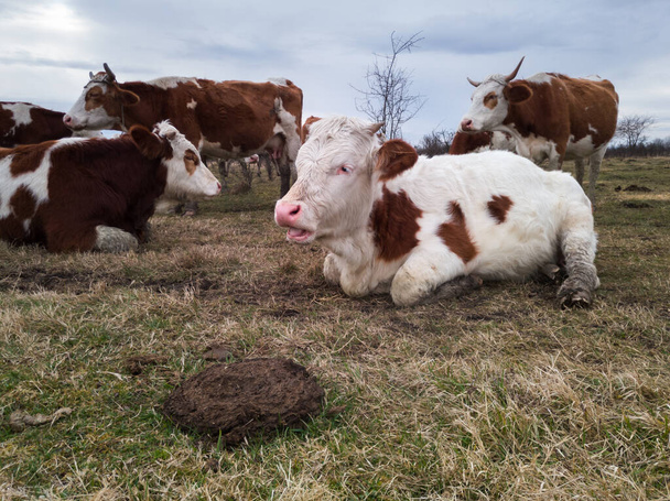 Eine Rinderherde ruht an einem trüben Tag auf einer Weide. Kuhdung auf der Weide. - Foto, Bild