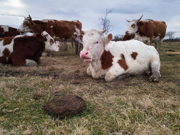 Een kudde koeien rust in een weiland tijdens een bewolkte dag. Koeienmest in het weiland. - Foto, afbeelding