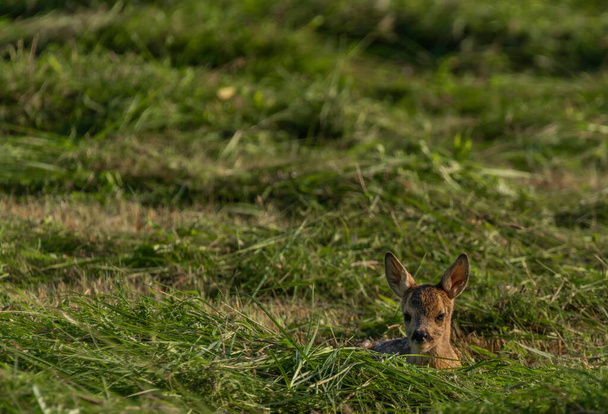 Маленькі олені лежать у свіжому косі в спекотний сонячний літній день
 - Фото, зображення