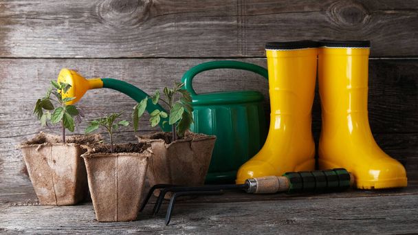 Gele rubberen laarzen, tuingereedschap en tomatenzaailingen op vintage houten ondergrond met kopieerruimte. - Foto, afbeelding