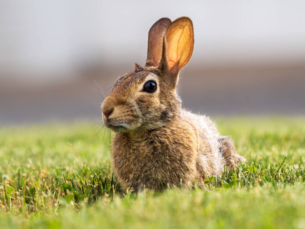 Conejo conejo con piel marrón tendido en la hierba con sus orejas de pie hacia arriba y su ojo en usted! Animales de vida silvestre en su propio patio trasero
. - Foto, Imagen