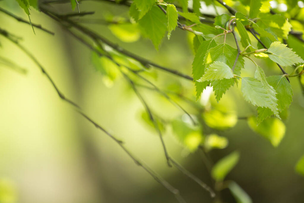 Piękne liście wiosny z bokeh światła w wiosennym lesie, naturalny backgound dla projektów wiosennych.; - Zdjęcie, obraz