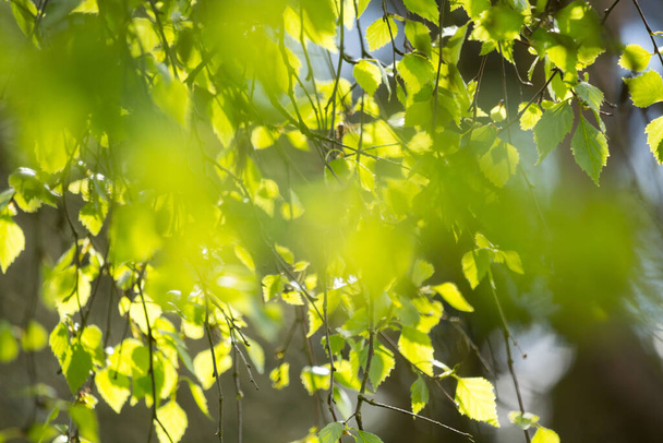 Beautiful Spring leaves with bokeh lights in the Spring forest, natural backgound for Spring projects.; - Fotoğraf, Görsel