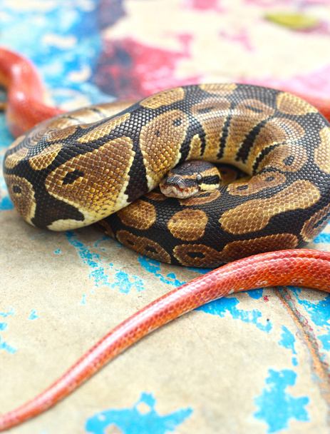 μια τίγρη python και καλαμπόκι φίδια - Φωτογραφία, εικόνα