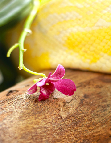 Orquídea con serpiente albina en la naturaleza
 - Foto, imagen