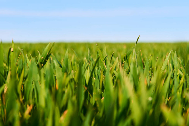 erba verde crescente depositato, prato estivo  - Foto, immagini
