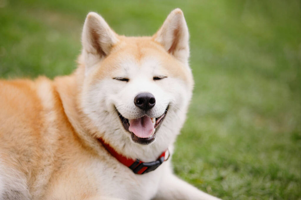 Le chien japonais Akita Inu est allongé et sourit sur une pelouse verte. Mise au point sélective, fond flou. - Photo, image