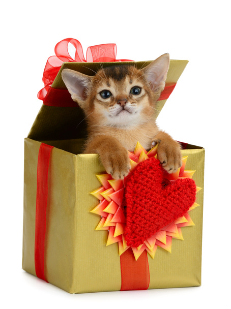 Valentinstag Thema Kätzchen in einer Geschenkbox - Foto, Bild