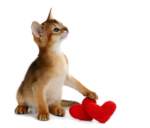 Valentin thème chaton avec coeur rouge isolé
 - Photo, image
