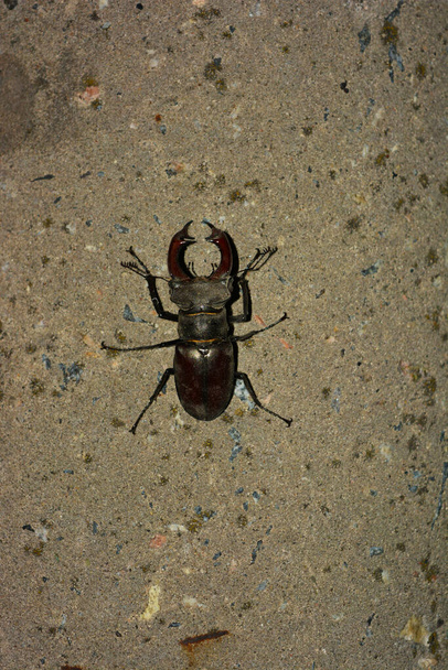 A large male insect Lucanus cervus, an adult stag beetle that rests after flying on a cement pillar and with street lighting. - Photo, Image