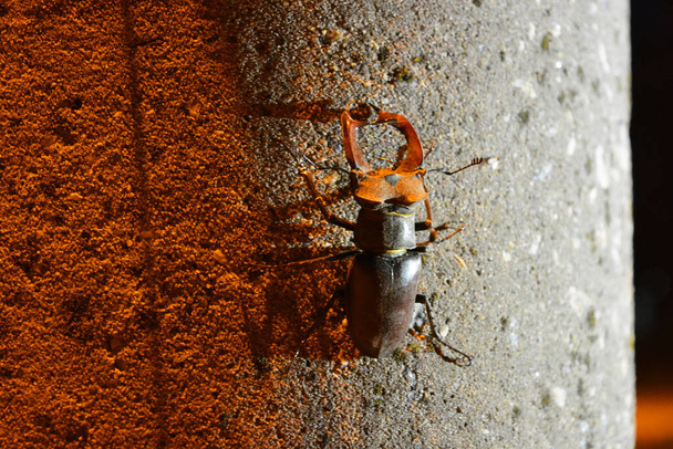 Egy nagy hím rovar, Lucanus cervus, egy kifejlett szarvasbogár, amely egy cementoszlopon repül, és közvilágítással rendelkezik.. - Fotó, kép