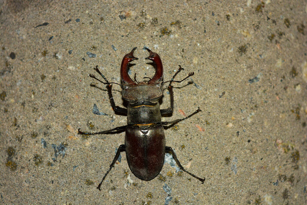 Egy nagy hím rovar, Lucanus cervus, egy kifejlett szarvasbogár, amely egy cementoszlopon repül, és közvilágítással rendelkezik.. - Fotó, kép