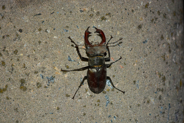 Un gran insecto macho Lucanus cervus, un escarabajo ciervo adulto que descansa después de volar sobre un pilar de cemento y con alumbrado público
. - Foto, Imagen
