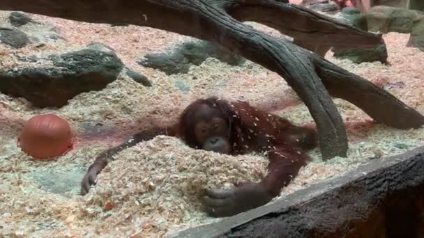 Nagy barna majom fekszik a fűrészporon az állatkertben, és szomorúan pislog. Kiváló minőségű 4k felvételek - Felvétel, videó
