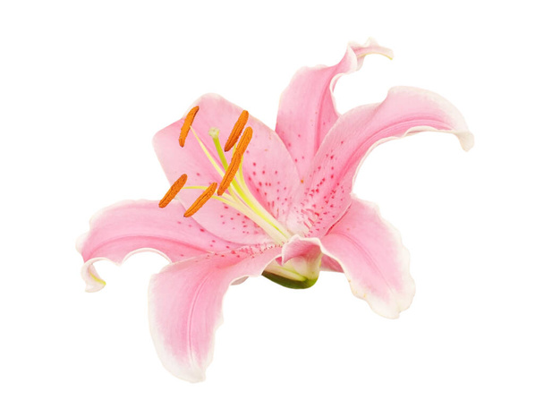 vaaleanpunainen lilja eristetty valkoisella taustalla - Valokuva, kuva