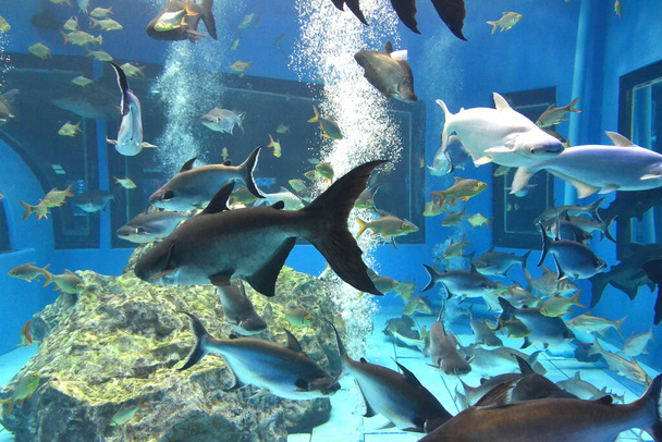 райдужна акула, гігантська сучхі-собака (ясеанодон гіпофтальмус
) - Фото, зображення
