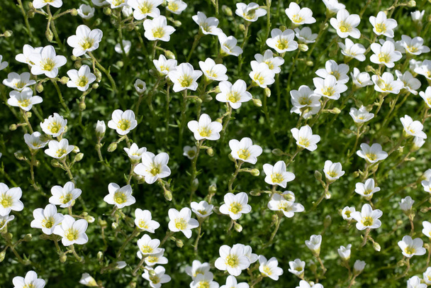 flores de saxifraje blanco en el jardín
 - Foto, imagen