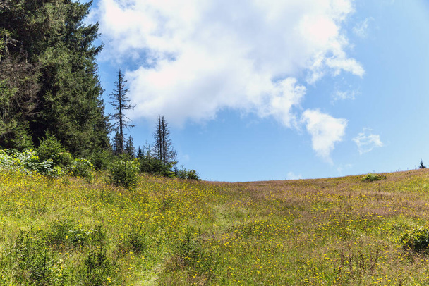 Sommerlandschaft im Hintergrund einer Waldwiese - Foto, Bild