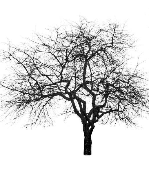 великого голі дерева
 - Фото, зображення