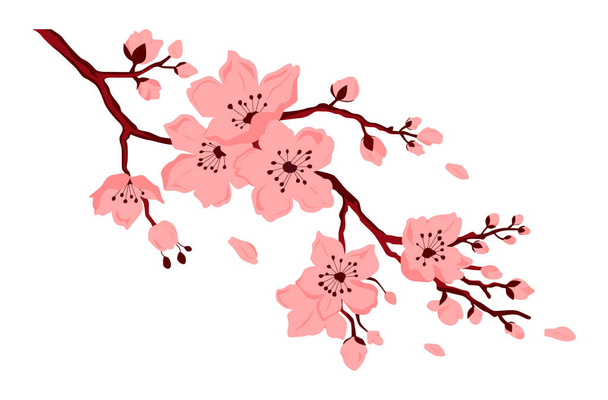 Sakura kvete. Třešňová větev s květinami a pupenem. Padají okvětní lístky. Vektorová barva ploché kreslené ilustrace izolované na bílém pozadí - Vektor, obrázek
